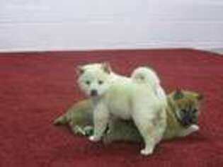 Shiba Inu Puppy for sale in Smithsburg, MD, USA