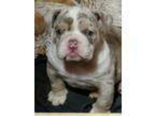 Bulldog Puppy for sale in Barstow, CA, USA