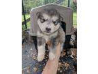 Alaskan Malamute Puppy for sale in Pickens, SC, USA