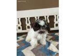 Havanese Puppy for sale in Bourbon, IN, USA