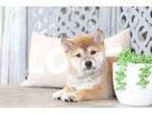 Shiba Inu Puppy for sale in Howard, OH, USA