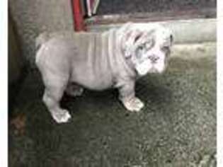 Bulldog Puppy for sale in Mason City, IA, USA
