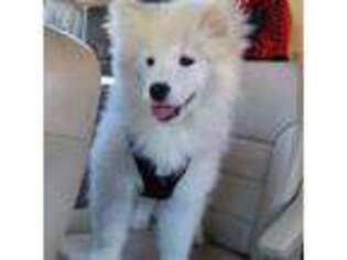 Samoyed Puppy for sale in Rosedale, MD, USA