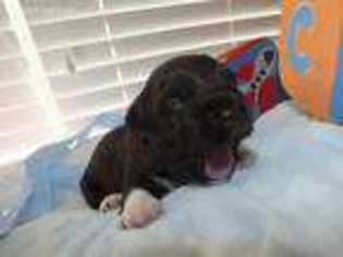 Havanese Puppy for sale in Lake Placid, FL, USA
