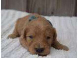 Goldendoodle Puppy for sale in Campobello, SC, USA