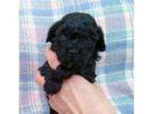 Mutt Puppy for sale in Iron River, WI, USA