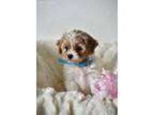 Cavapoo Puppy for sale in Honey Brook, PA, USA