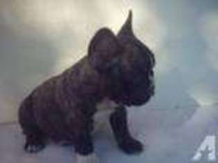 French Bulldog Puppy for sale in ATOKA, OK, USA