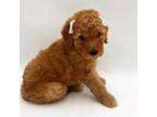 Goldendoodle Puppy for sale in Sandy, UT, USA