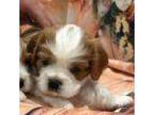 Cavalier King Charles Spaniel Puppy for sale in Azle, TX, USA