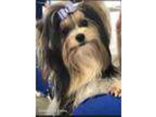 Biewer Terrier Puppy for sale in Benton, AR, USA