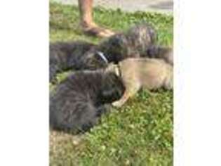 Mastiff Puppy for sale in Dalton, PA, USA