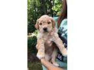 Goldendoodle Puppy for sale in Waterford, MI, USA