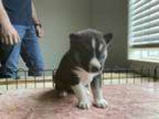 Siberian Husky Puppy for sale in Bennett, CO, USA
