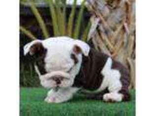 Bulldog Puppy for sale in Hacienda Heights, CA, USA