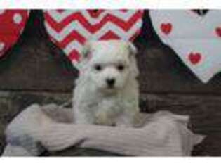 Maltese Puppy for sale in Middlebury, IN, USA