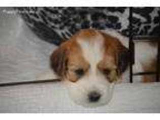 Coton de Tulear Puppy for sale in Dover, FL, USA