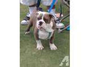 Olde English Bulldogge Puppy for sale in VISTA, CA, USA
