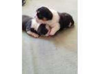 Bulldog Puppy for sale in Warren, MA, USA