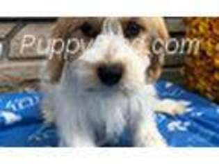 Mutt Puppy for sale in Blaine, TN, USA
