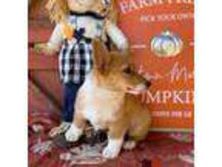Pembroke Welsh Corgi Puppy for sale in Gay, GA, USA