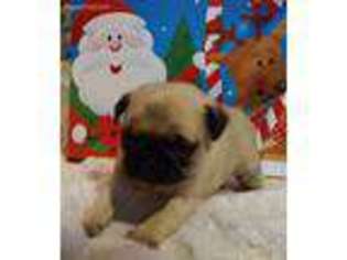 Pug Puppy for sale in Greensboro, NC, USA