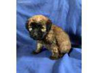 Soft Coated Wheaten Terrier Puppy for sale in Longton, KS, USA