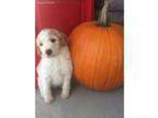 Labradoodle Puppy for sale in Rigby, ID, USA