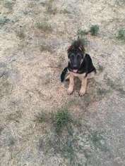 German Shepherd Dog Puppy for sale in Airway Heights, WA, USA