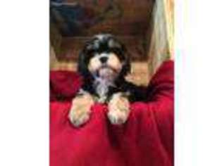 Havanese Puppy for sale in Pink Hill, NC, USA