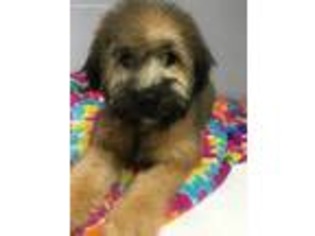 Soft Coated Wheaten Terrier Puppy for sale in Long Grove, IL, USA