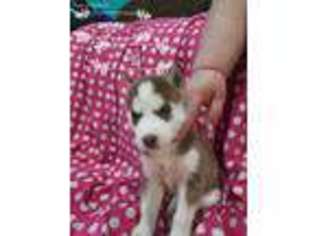 Siberian Husky Puppy for sale in Ashtabula, OH, USA