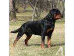 Rottweiler Puppy for sale in NEW FLORENCE, PA, USA