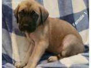 Mastiff Puppy for sale in Parachute, CO, USA