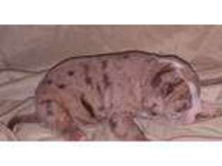 Alapaha Blue Blood Bulldog Puppy for sale in Sanford, NC, USA