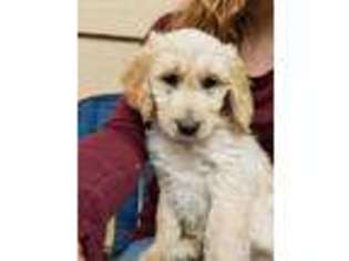 Goldendoodle Puppy for sale in Wenatchee, WA, USA