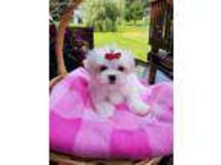 Maltese Puppy for sale in Mercer, PA, USA