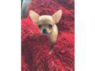 Chihuahua Puppy for sale in Pleasant View, TN, USA
