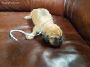 Bloodhound Puppy for sale in Aurora, IN, USA
