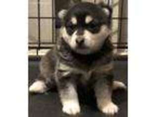 Alaskan Klee Kai Puppy for sale in Raleigh, NC, USA
