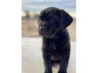 Cane Corso Puppy for sale in Phelan, CA, USA