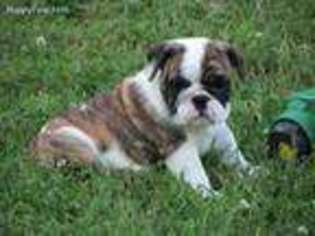 Bulldog Puppy for sale in Exeter, MO, USA