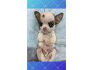 Chihuahua Puppy for sale in Charleston, SC, USA