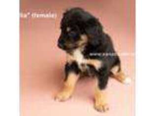Mutt Puppy for sale in Mead, CO, USA