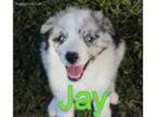 Australian Shepherd Puppy for sale in Jasper, AR, USA