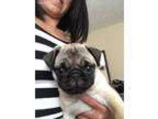 Pug Puppy for sale in Fayetteville, NC, USA