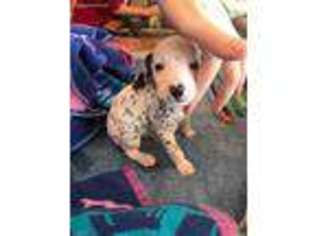 Dalmatian Puppy for sale in Fort Worth, TX, USA