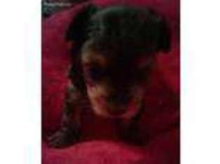 Yorkshire Terrier Puppy for sale in Falfurrias, TX, USA