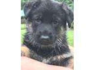 German Shepherd Dog Puppy for sale in Peru, IN, USA