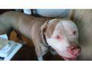 American Pit Bull Terrier Puppy for sale in MONROE, CT, USA